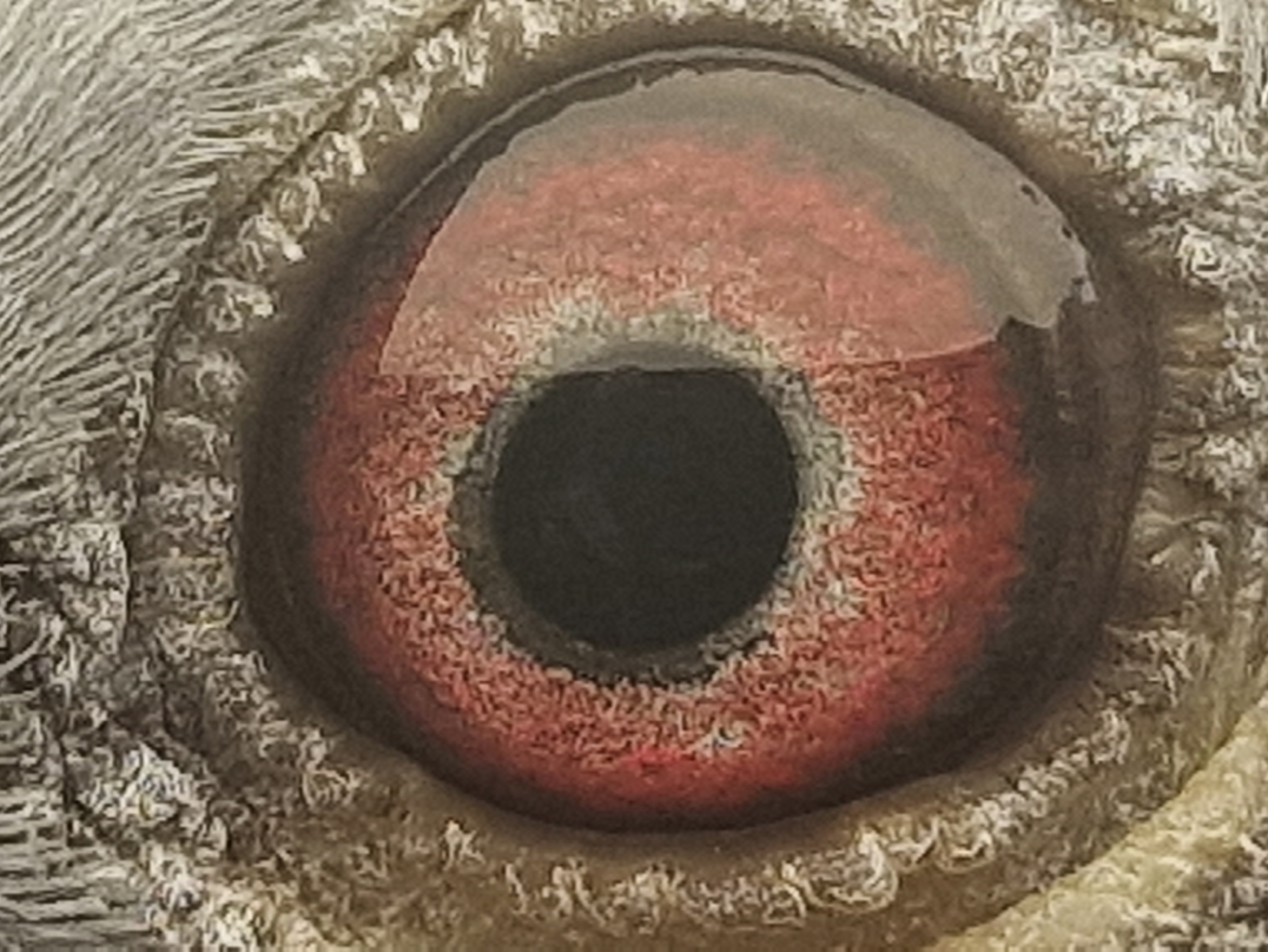 Pigeon eye
